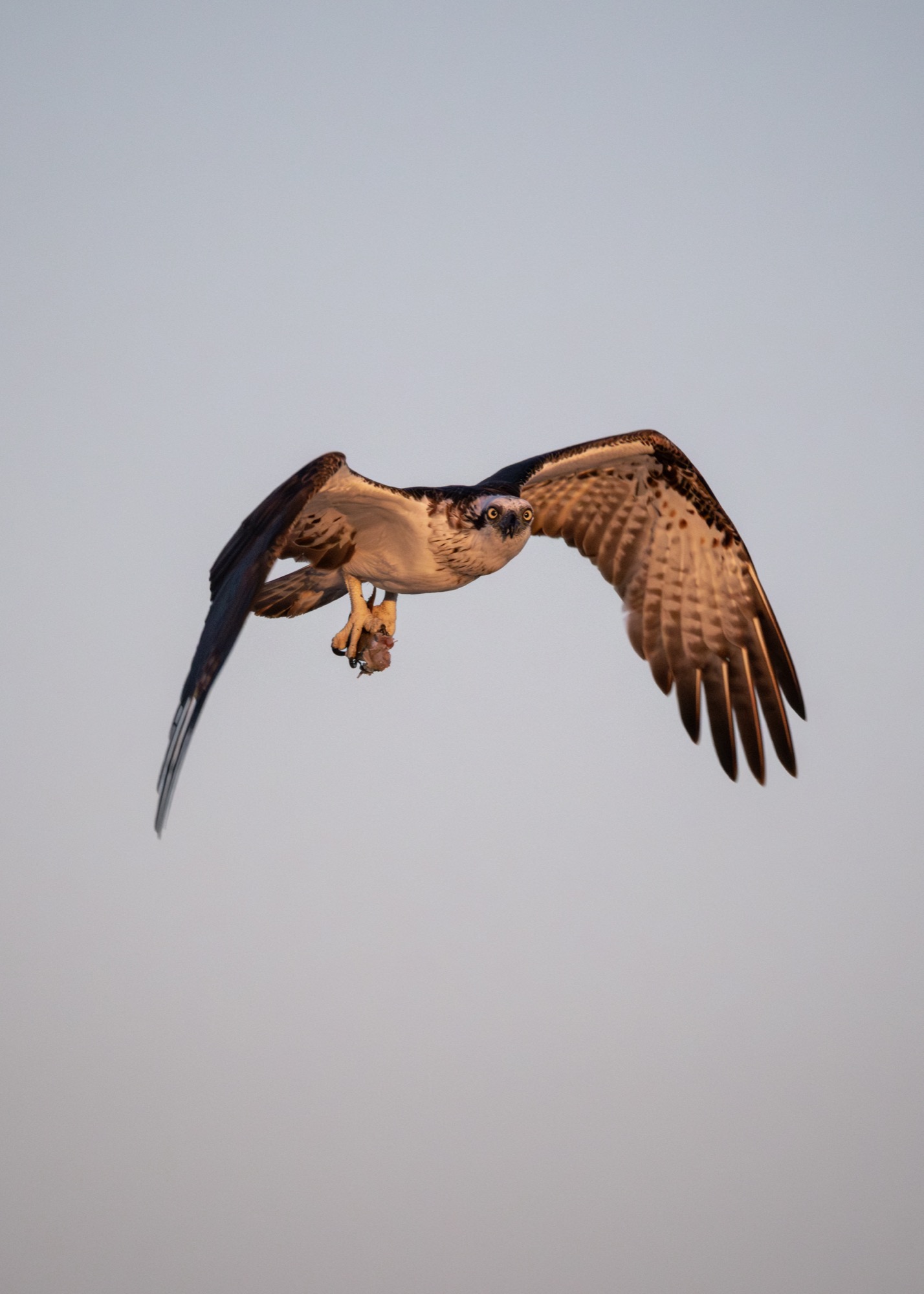 Osprey in flight over the Ningaloo coast — photograph by Justin Bumpstead